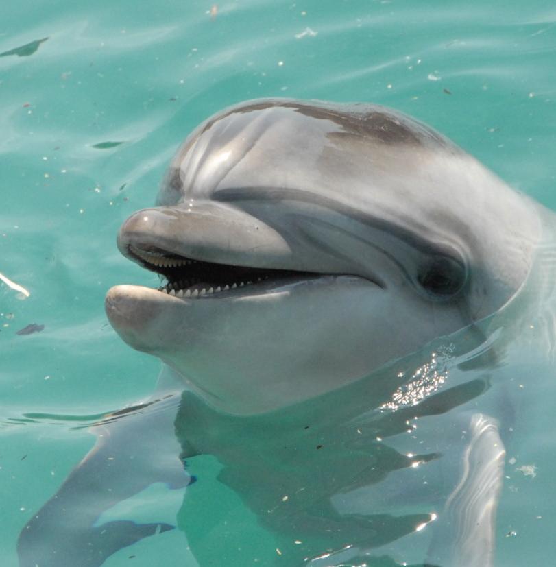В начале весны жители Ростова могут увидеть дельфинов в Дону 