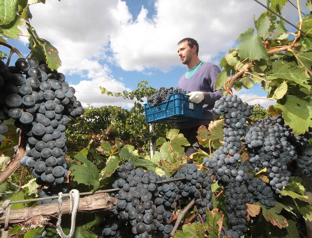 10% российских вин будут органическими к 2030 году