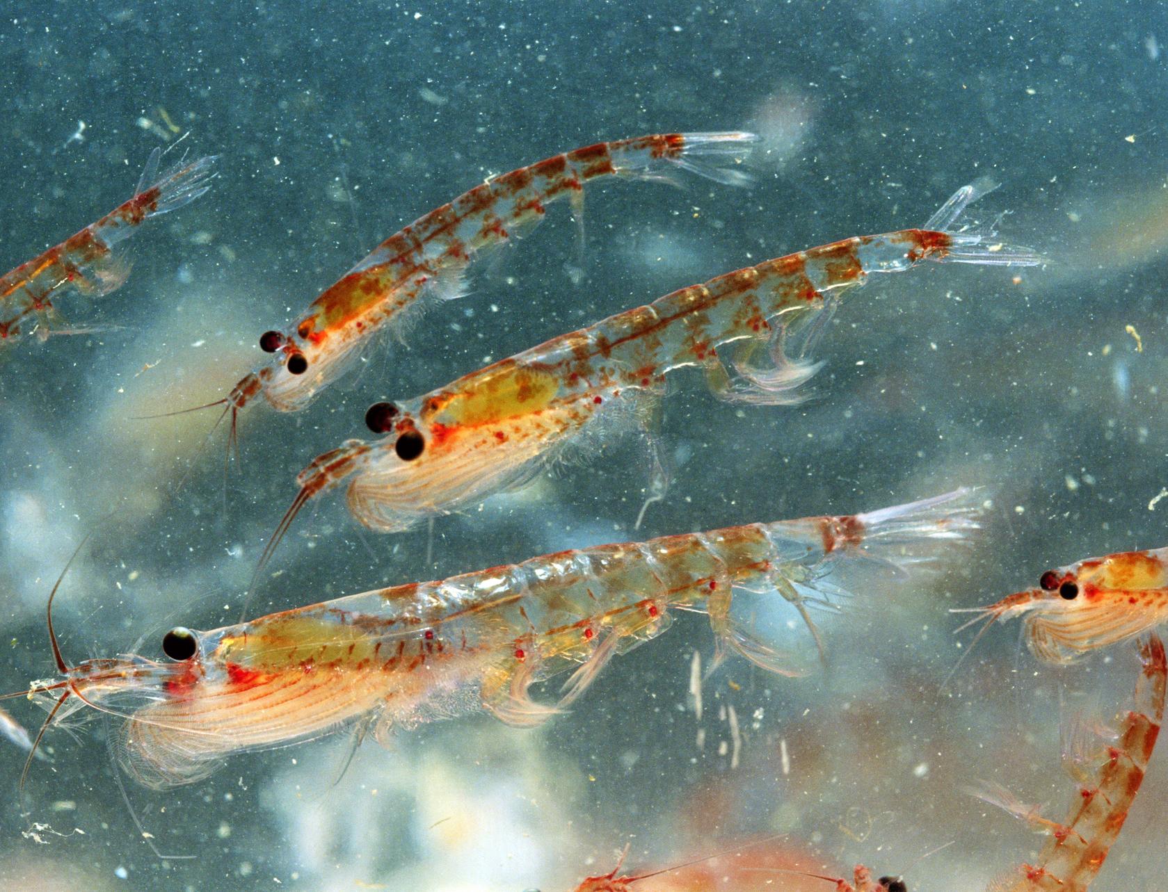 Микропластик нашли в криле и сальпах — наиболее распространенных видах зоопланктона Южного океана 