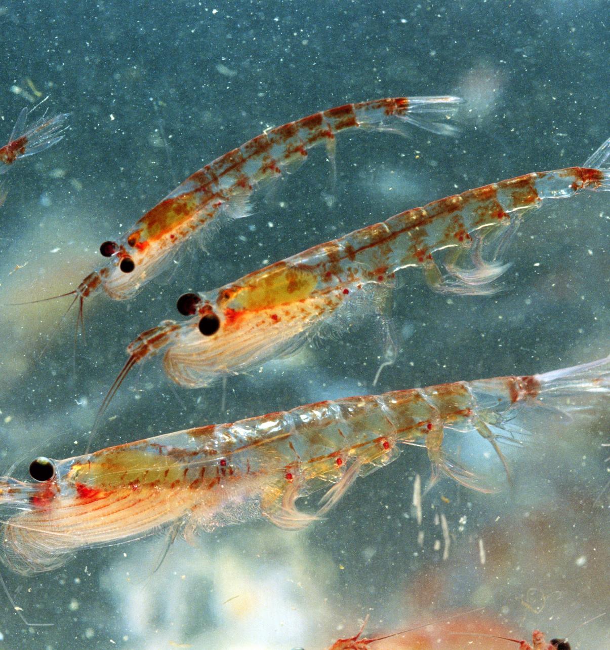 Микропластик нашли в криле и сальпах — наиболее распространенных видах зоопланктона Южного океана 