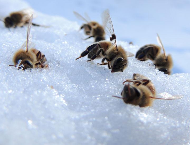 Видео дня: Конец света и другие ужасные последствия вымирания пчел