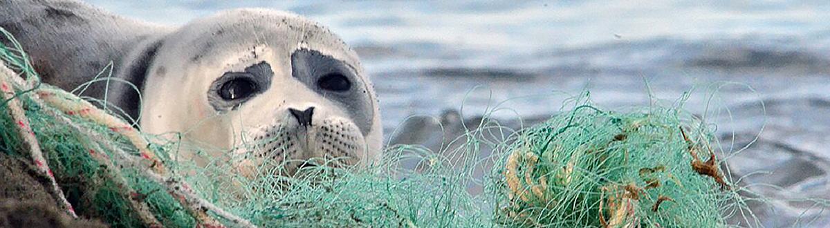 Попавшие в петлю: волонтеры презентовали фильм о спасении тюленей