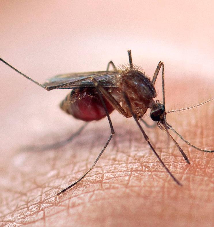 Томские генетики изучают эволюцию малярийных комаров, чтобы прогнозировать эпидемии 