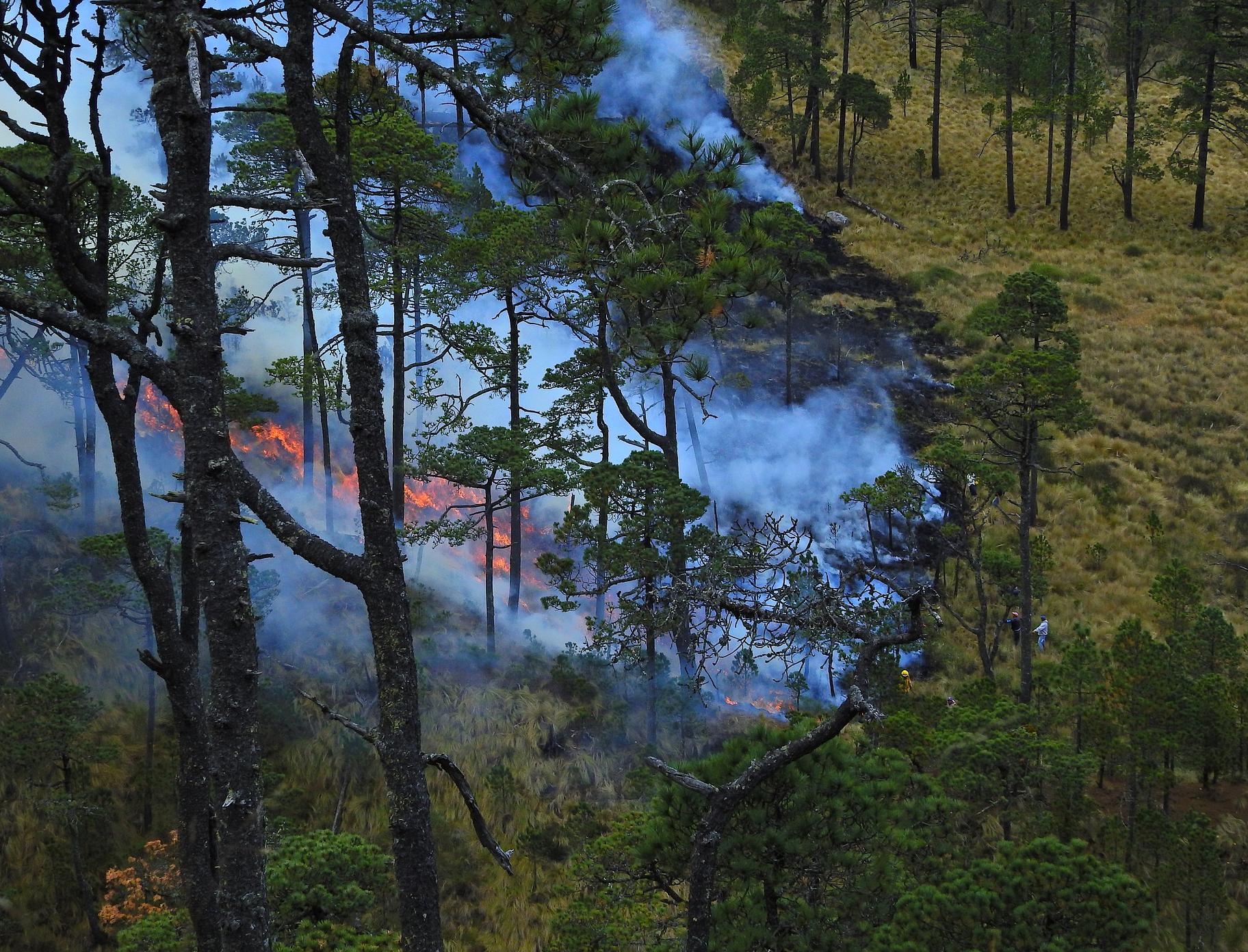 В Госдуме предложили создать Экологический кодекс для борьбы с лесными пожарами