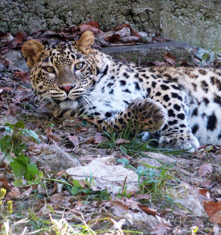 Российские ученые первые в мире получили потомство леопардов в неволе и подготовили его к жизни на свободе 