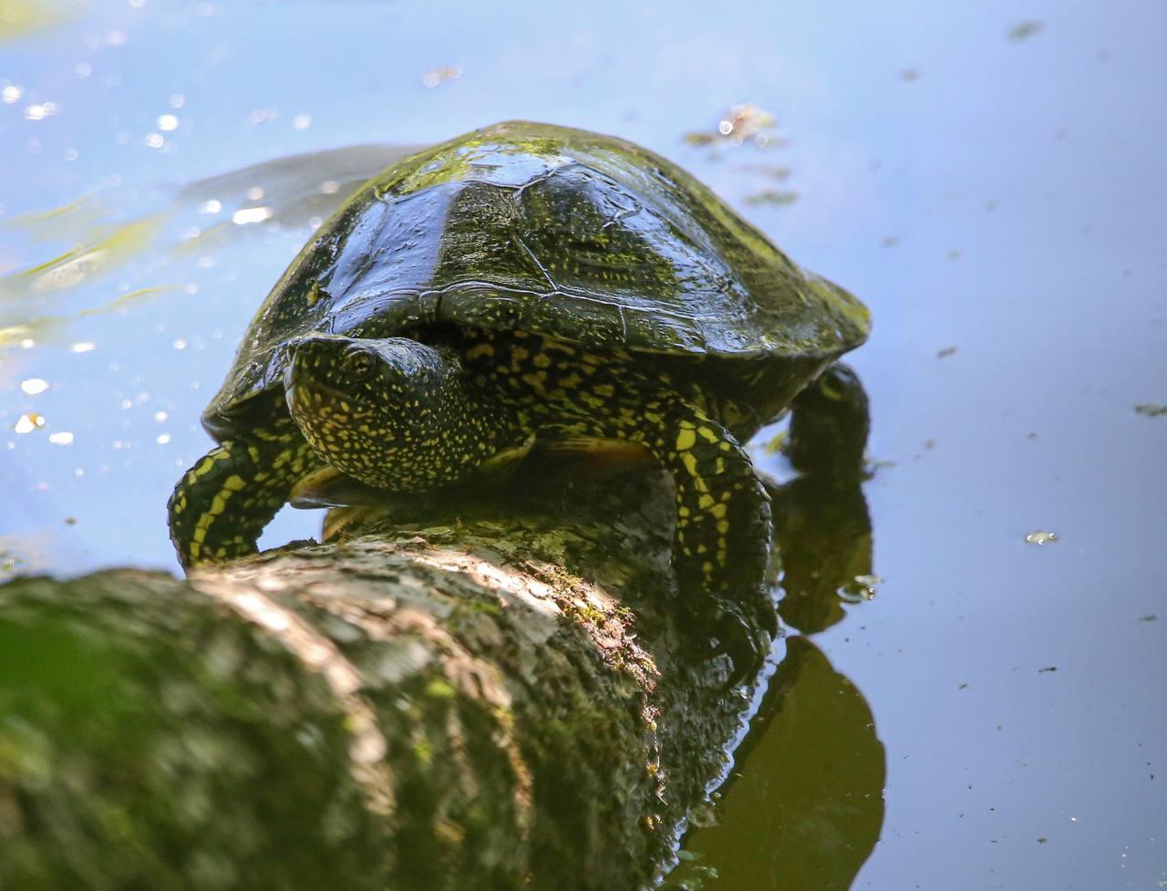В заказнике «Долина реки Сетунь» поселилась болотная черепаха 