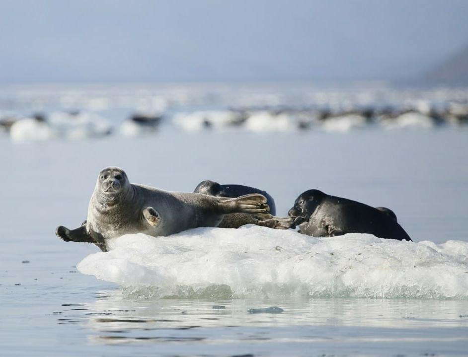 Сотрудники заповедника засняли байкальских нерп, отдыхающих на тающих льдах 