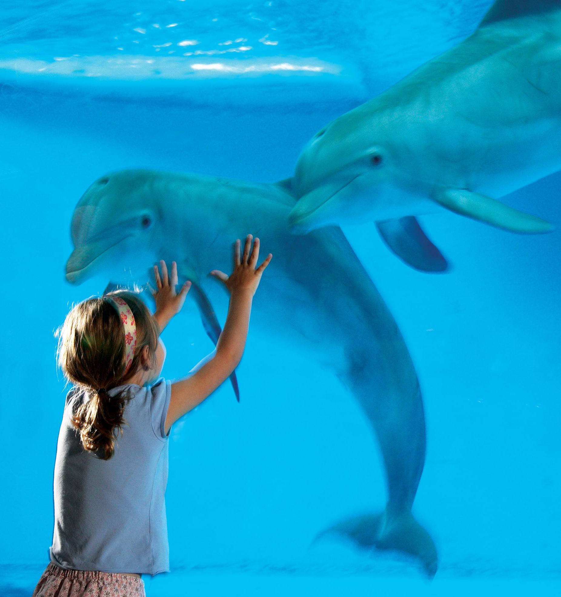 Социологи: поколение Альфа против шоу с дельфинами 