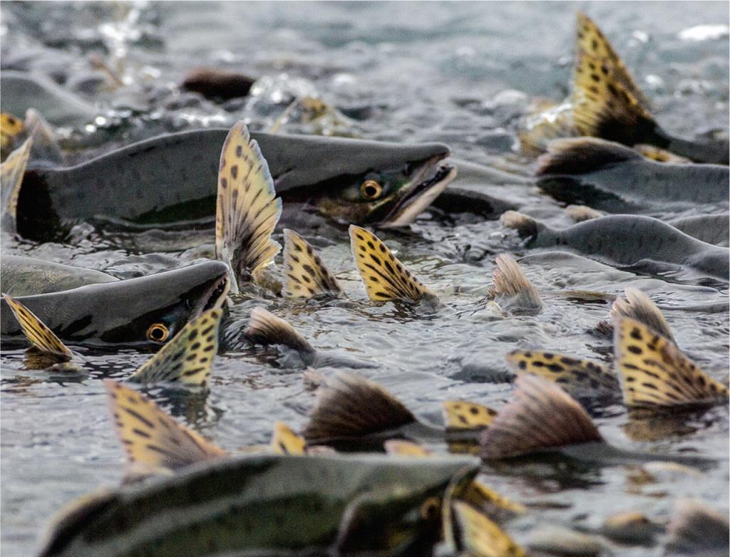 Экологи и россияне потребовали от Правительства спасти сахалинского лосося
