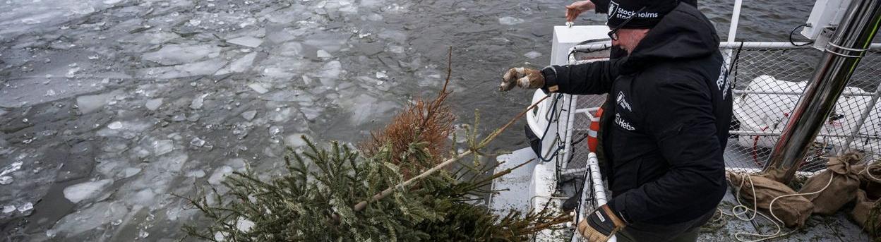 В Швеции нашли необычное применение рождественским елкам 