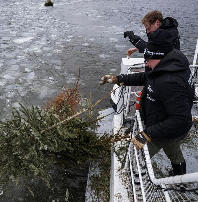 В Швеции нашли необычное применение рождественским елкам 
