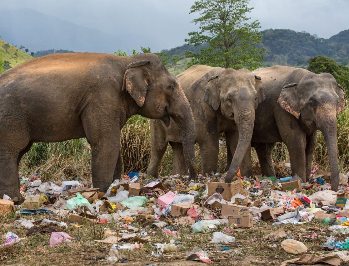 Власти Шри-Ланки в очередной раз ужесточают законы по использованию пластика 
