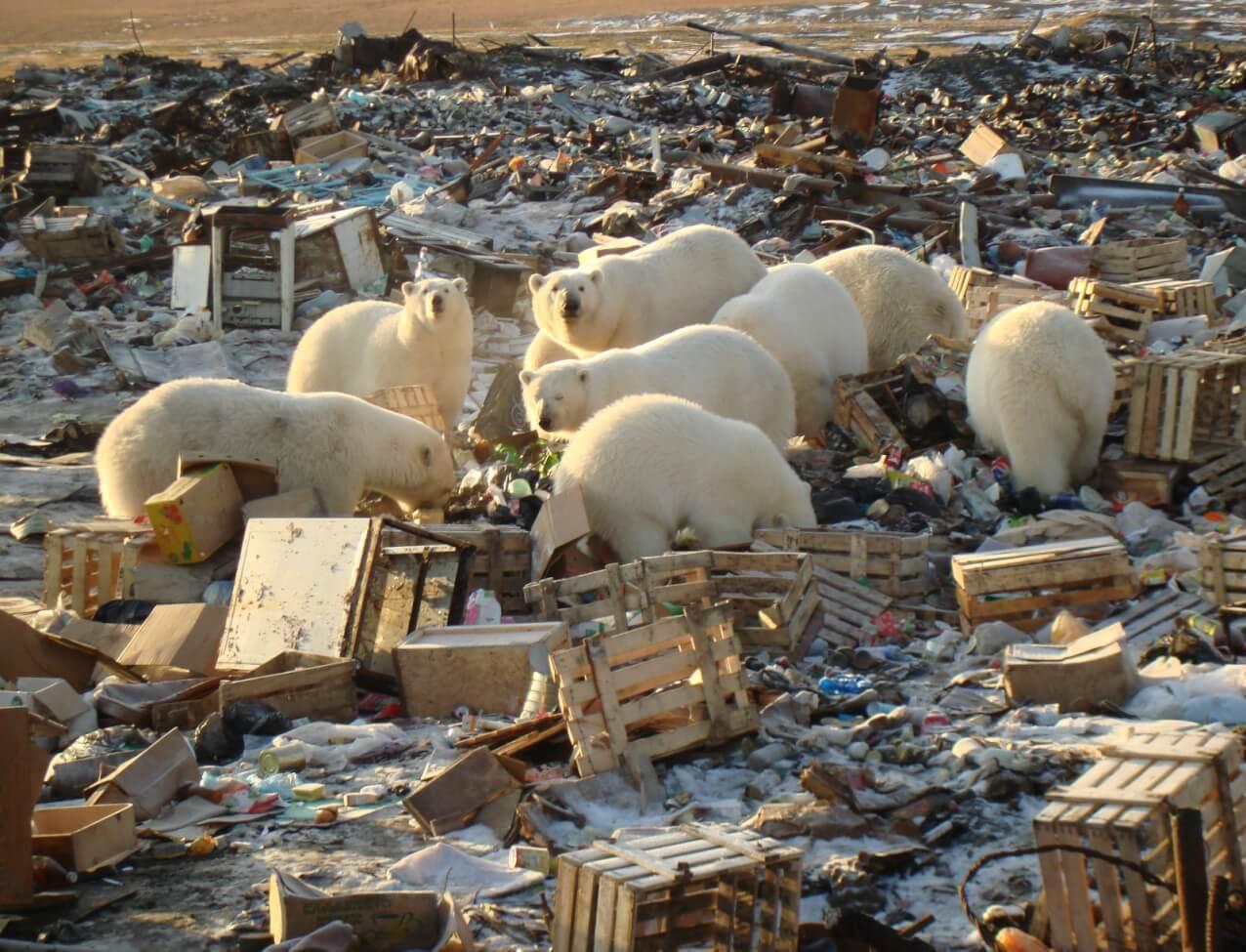 Турнир по сбору и сортировке мусора пройдет во всех регионах Арктики