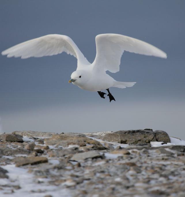 Климатические изменения привели к сокращению популяции белой чайки в Арктике 