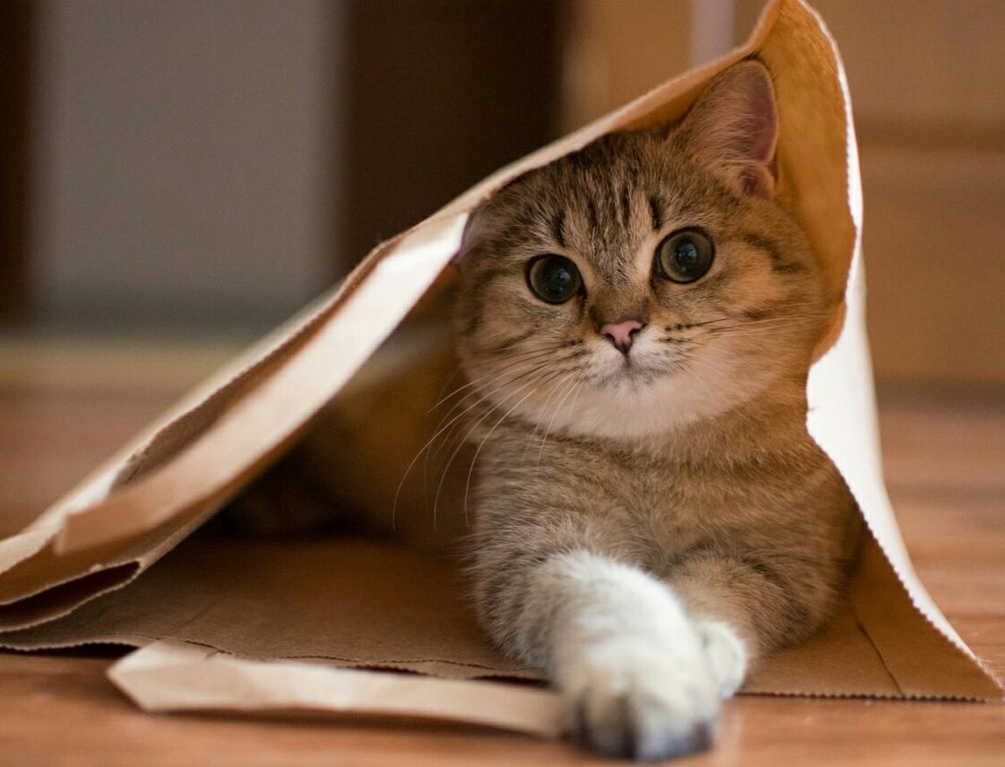 30 котиков из интернета в экологичных бумажных пакетах