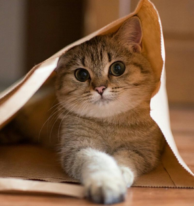30 котиков из интернета в экологичных бумажных пакетах