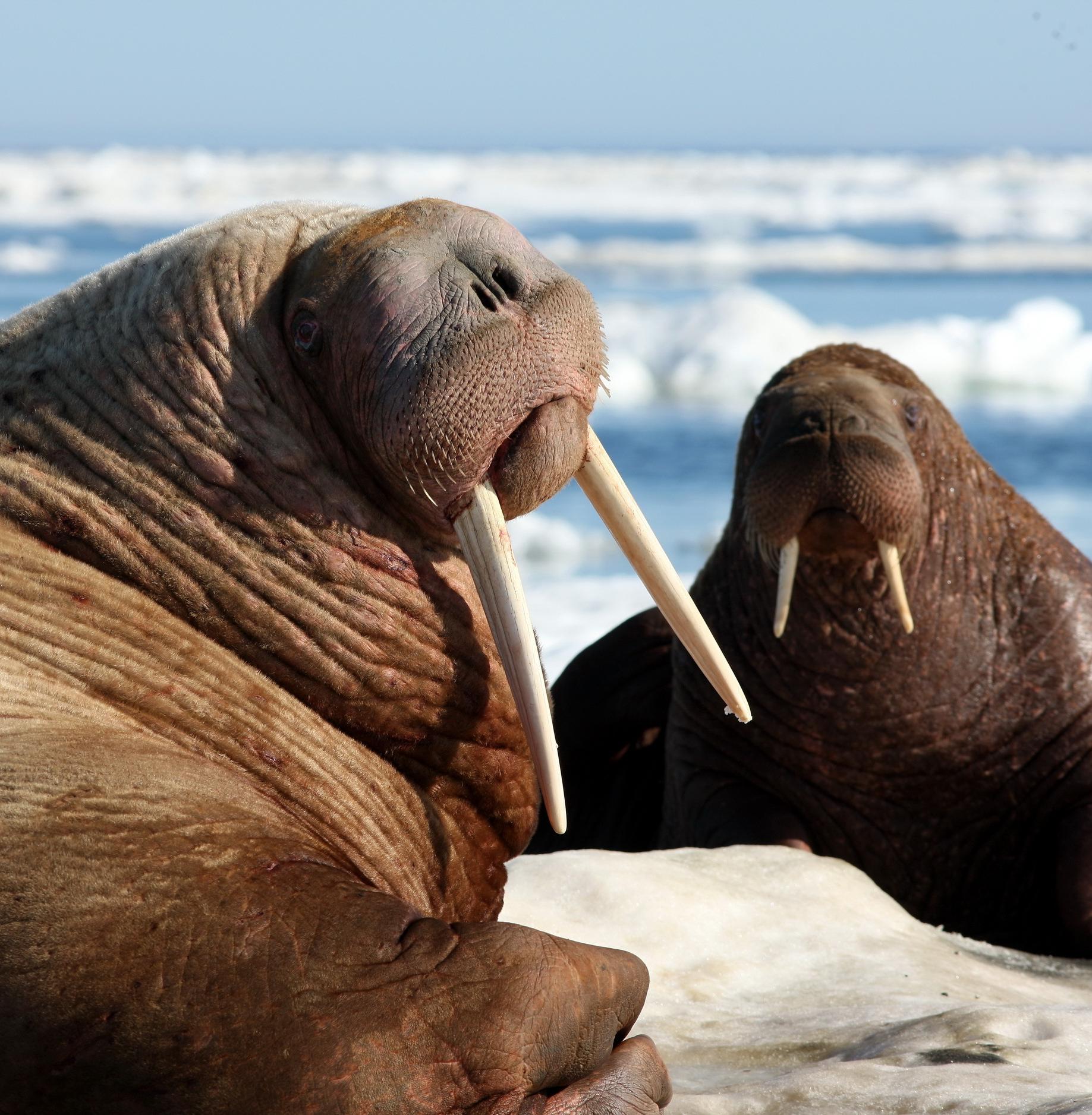  Тихоокеанского моржа внесут в Красную книгу Камчатки 