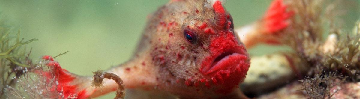 Австралийские ученые пытаются спасти вымирающий вид красных ручных рыб