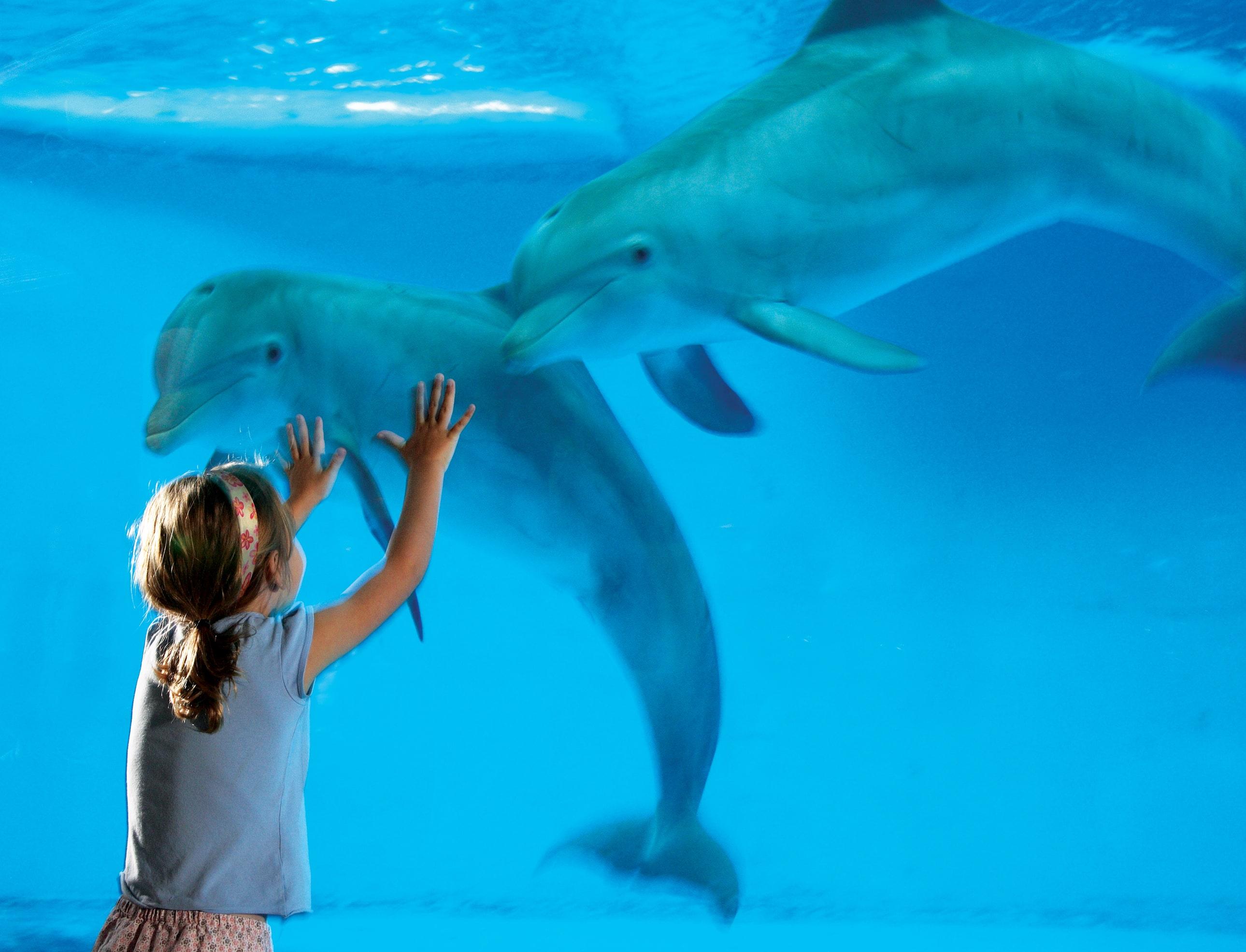 Социологи: поколение Альфа против шоу с дельфинами 