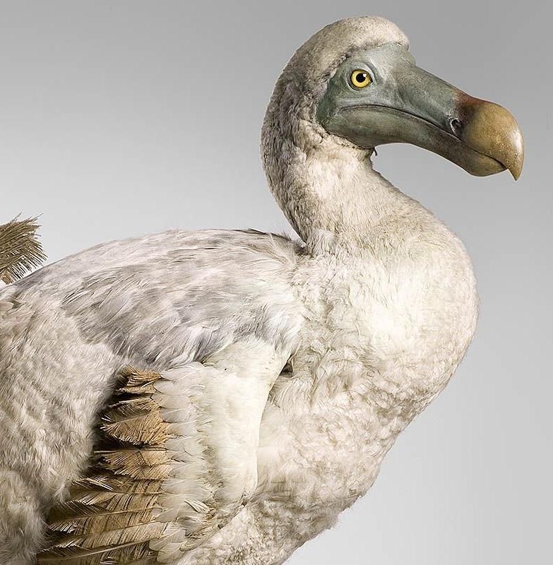 Люди уничтожили в два раза больше видов птиц, чем считалось ранее 