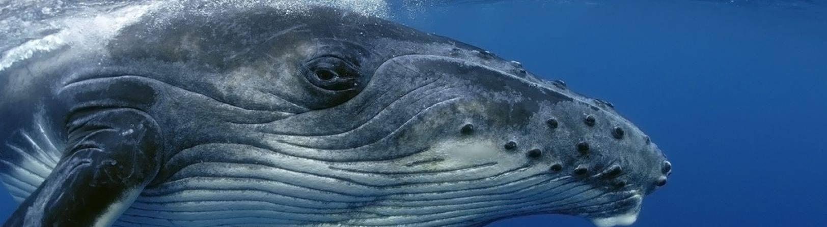 Биологи установили, что привело к сокращению популяции горбатых китов 