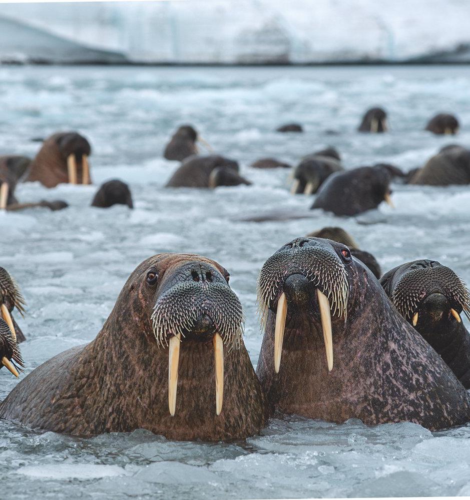 Крупнейшее лежбище моржей у Карского моря возьмут под охрану 