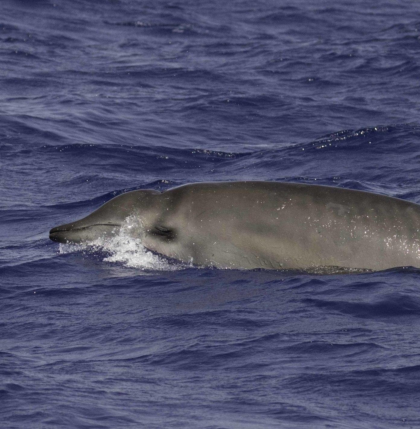 В Приморье погиб дельфин редчайшего вида 