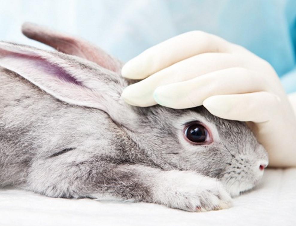 Может ли тестирование косметики на животных быть этичным? 