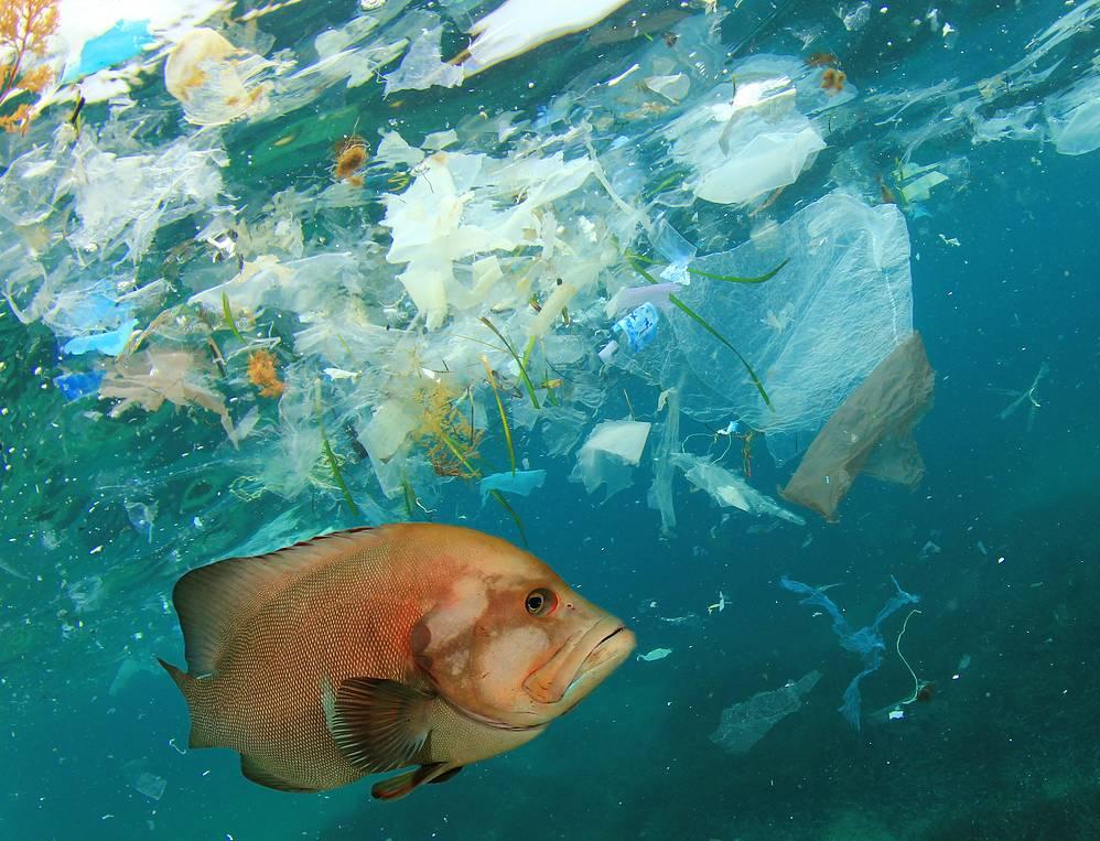 Откуда в океане пластик и как на это можно повлиять 