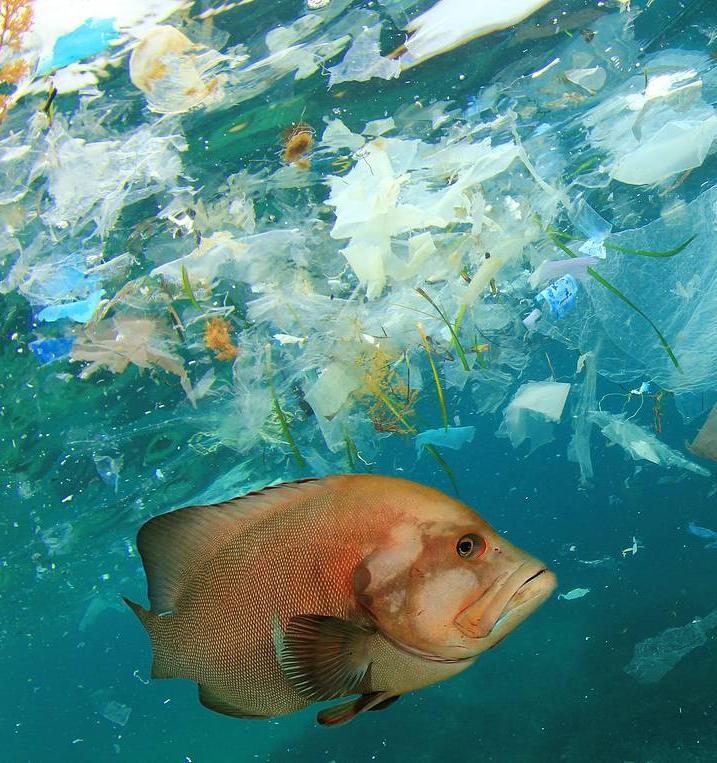 Откуда в океане пластик и как на это можно повлиять 