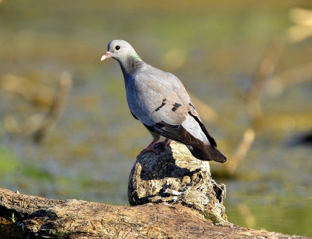 В Москве заметили редкую птицу, которую считали исчезнувшим видом на территории столицы 