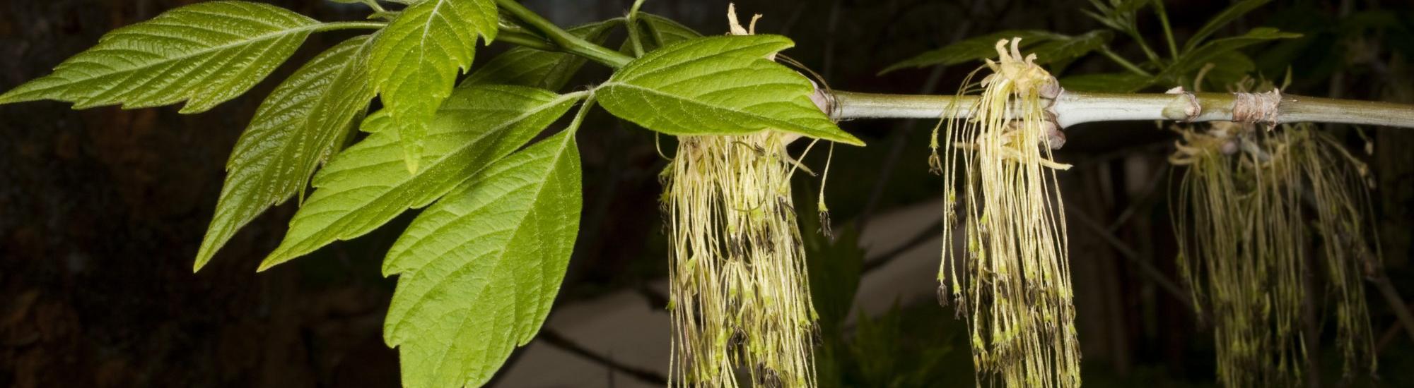 Алтайский край захватывает инвазивное американское растение 