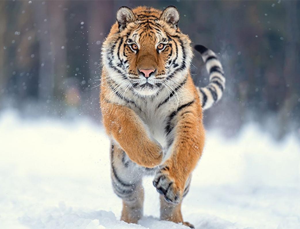450 человек вышли на забег Vladivostok Run в поддержку амурского тигра