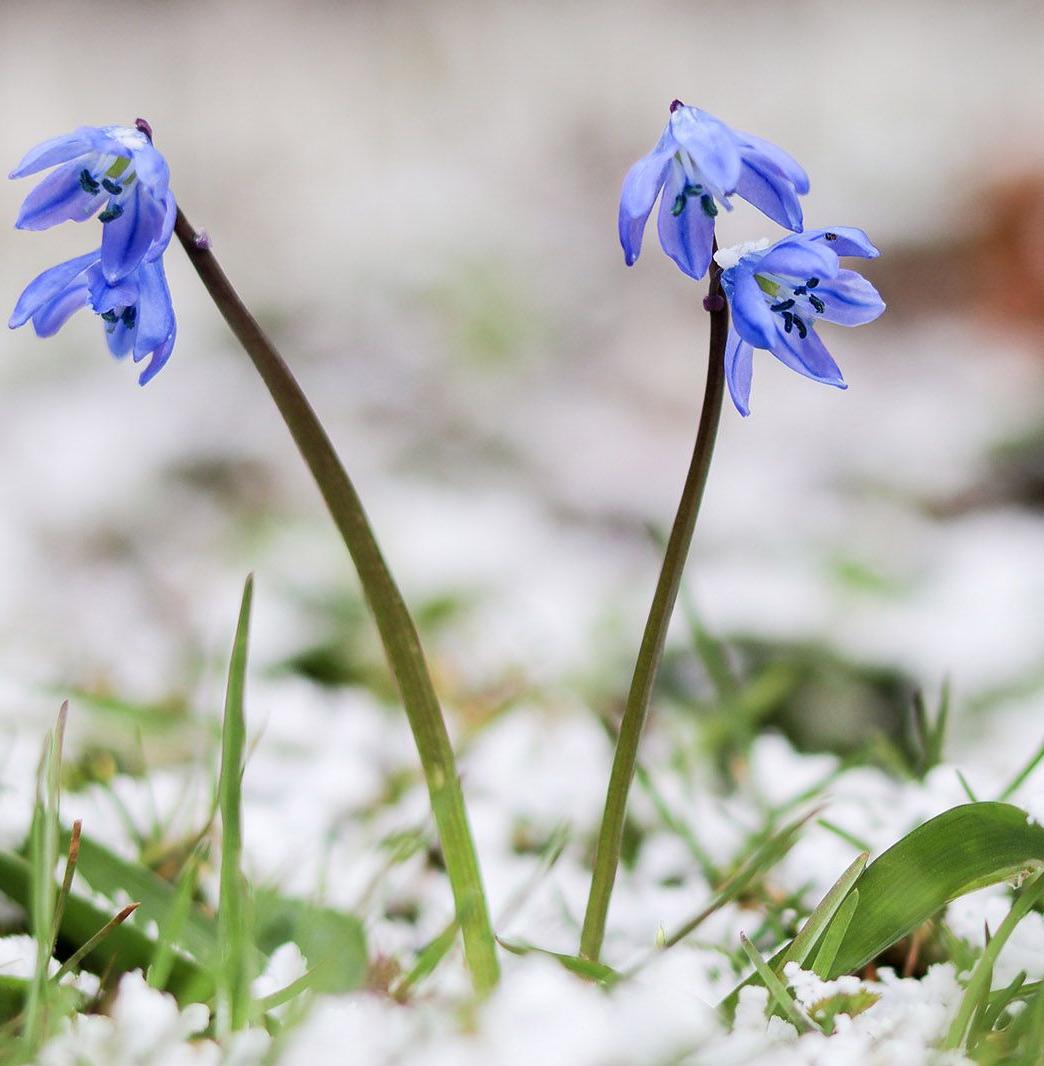 Московские фенологи составили календарь цветения растений 