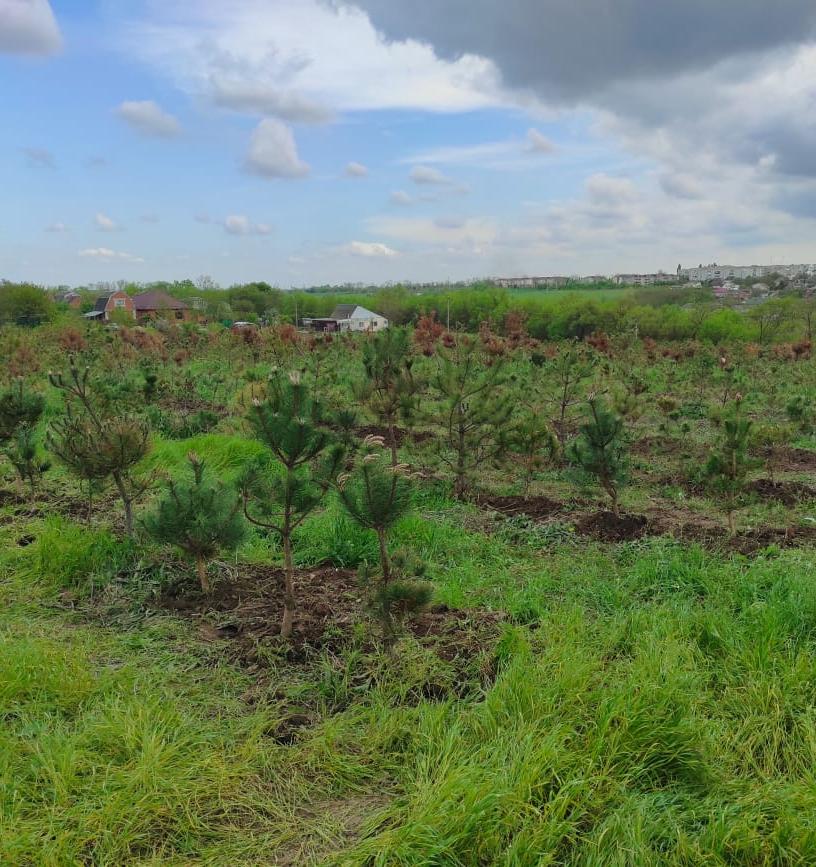 Этой весной на Кубани восстановили 31 гектар леса 