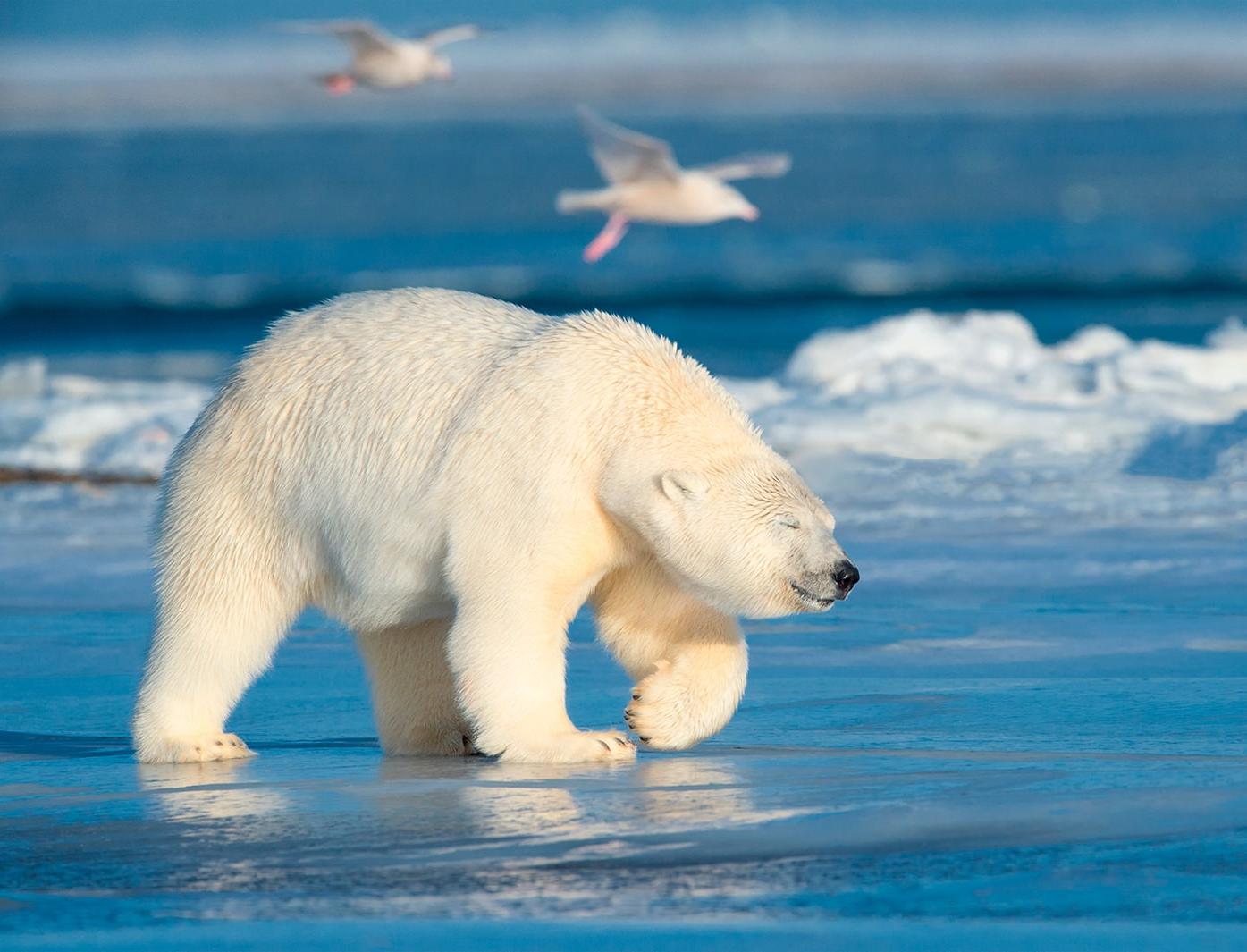 Выбросы парниковых газов влияют на сокращение популяции белого медведя