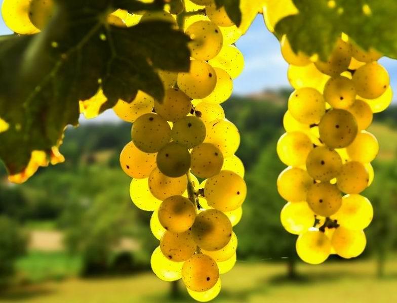 Потепление климата изменит вкус вина и места его производства