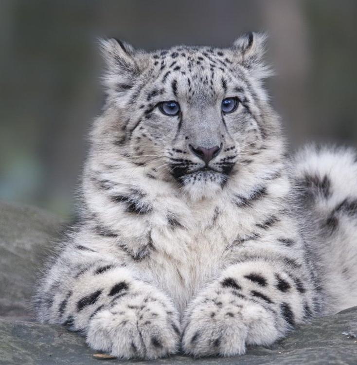 Ирбис, манул, леопард: ученые рассказали о встречах с редкими кошками 