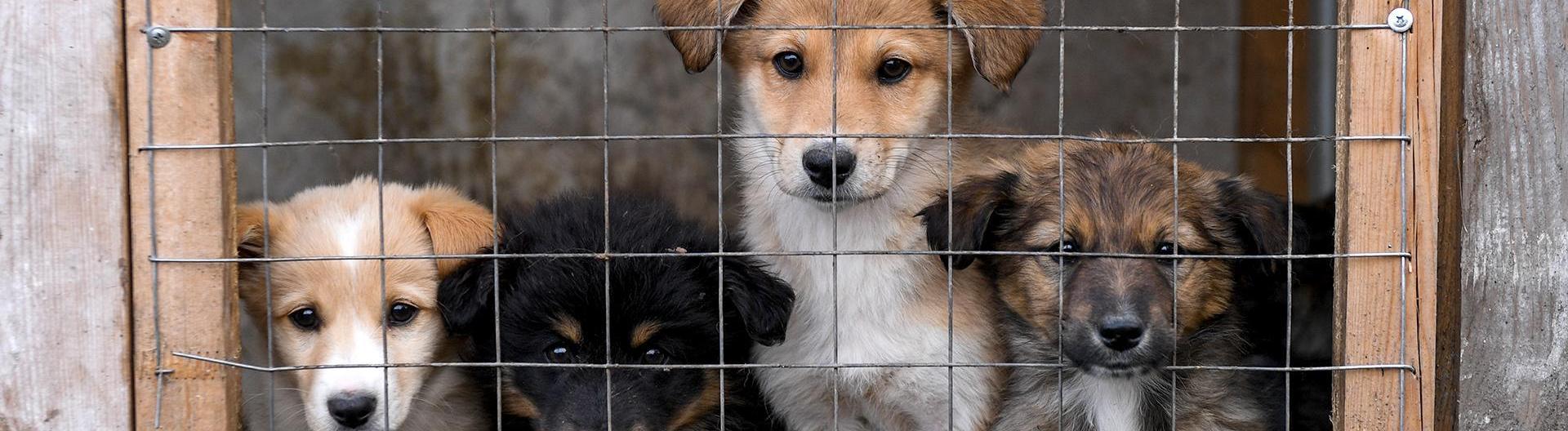 Эксперт рассказала, почему «дворцы» не решат проблему бездомных собак 