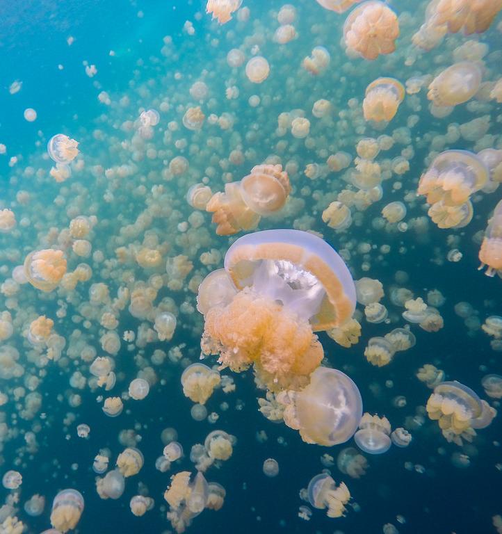 Китайские ученые открыли новый вид коробчатых медуз 