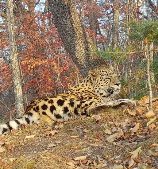 Фотоловушка запечатлела краснокнижного леопарда из «Кедровой пади» 