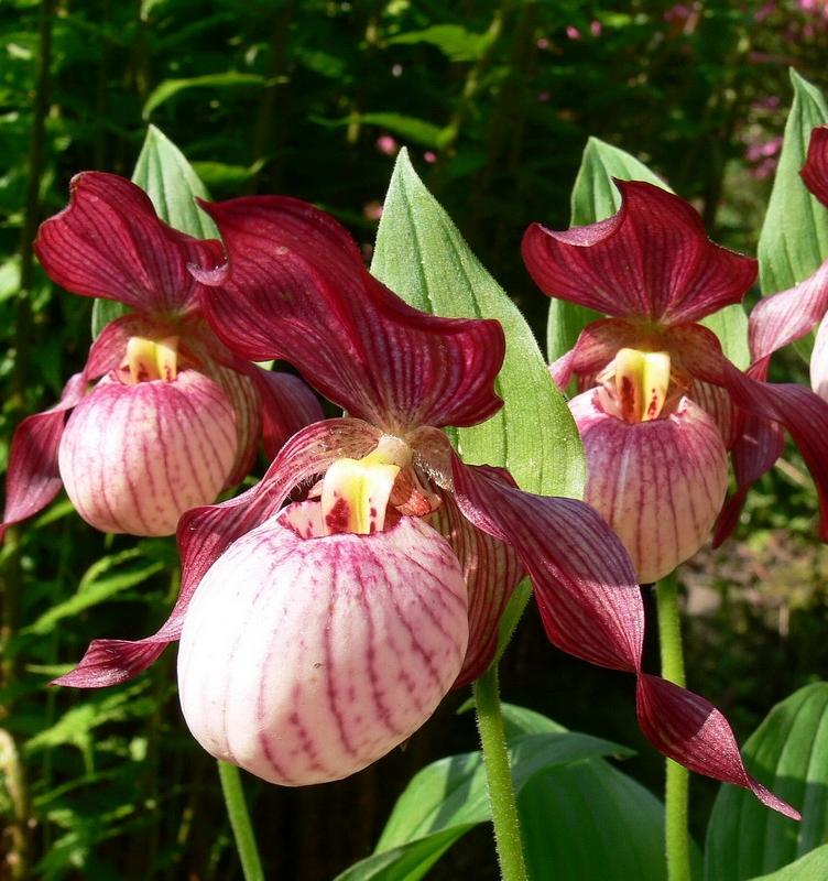 В Нижегородском вузе создали центр редких орхидей 