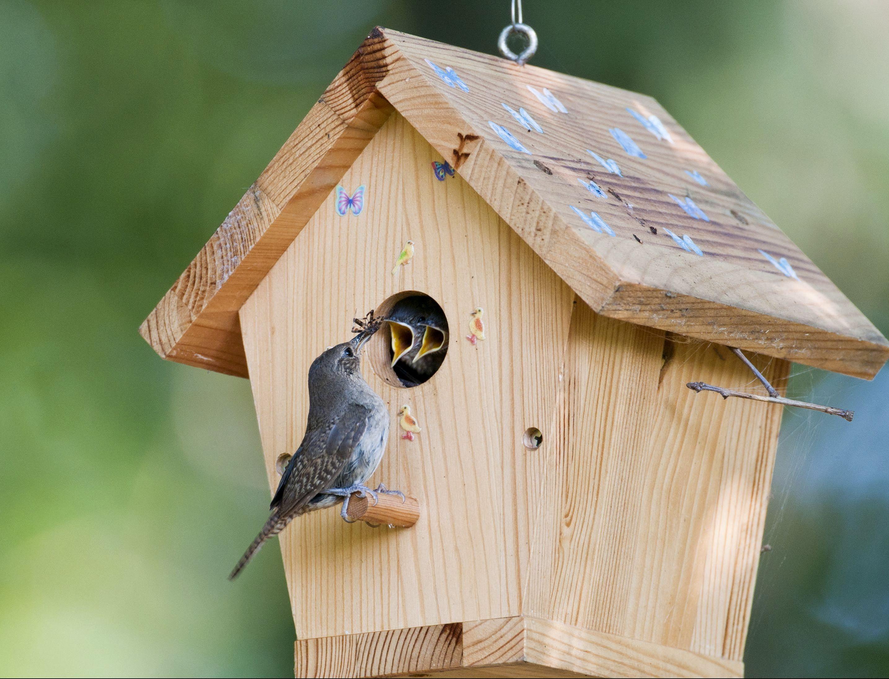 Мосприрода развесит более 200 «квартир» для птиц