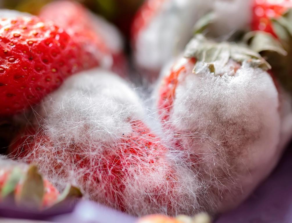 Юные астраханцы придумали экологичный способ сохранить свежесть овощей и ягод