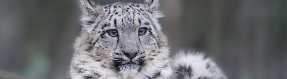 Ирбис, манул, леопард: ученые рассказали о встречах с редкими кошками 