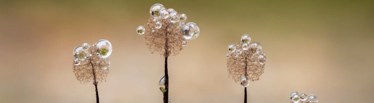 Английский фотограф делает уникальные макроснимки грибов и слизевиков 