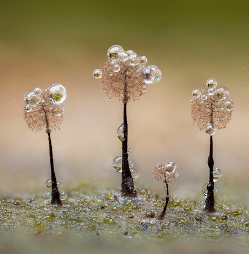 Английский фотограф делает уникальные макроснимки грибов и слизевиков 