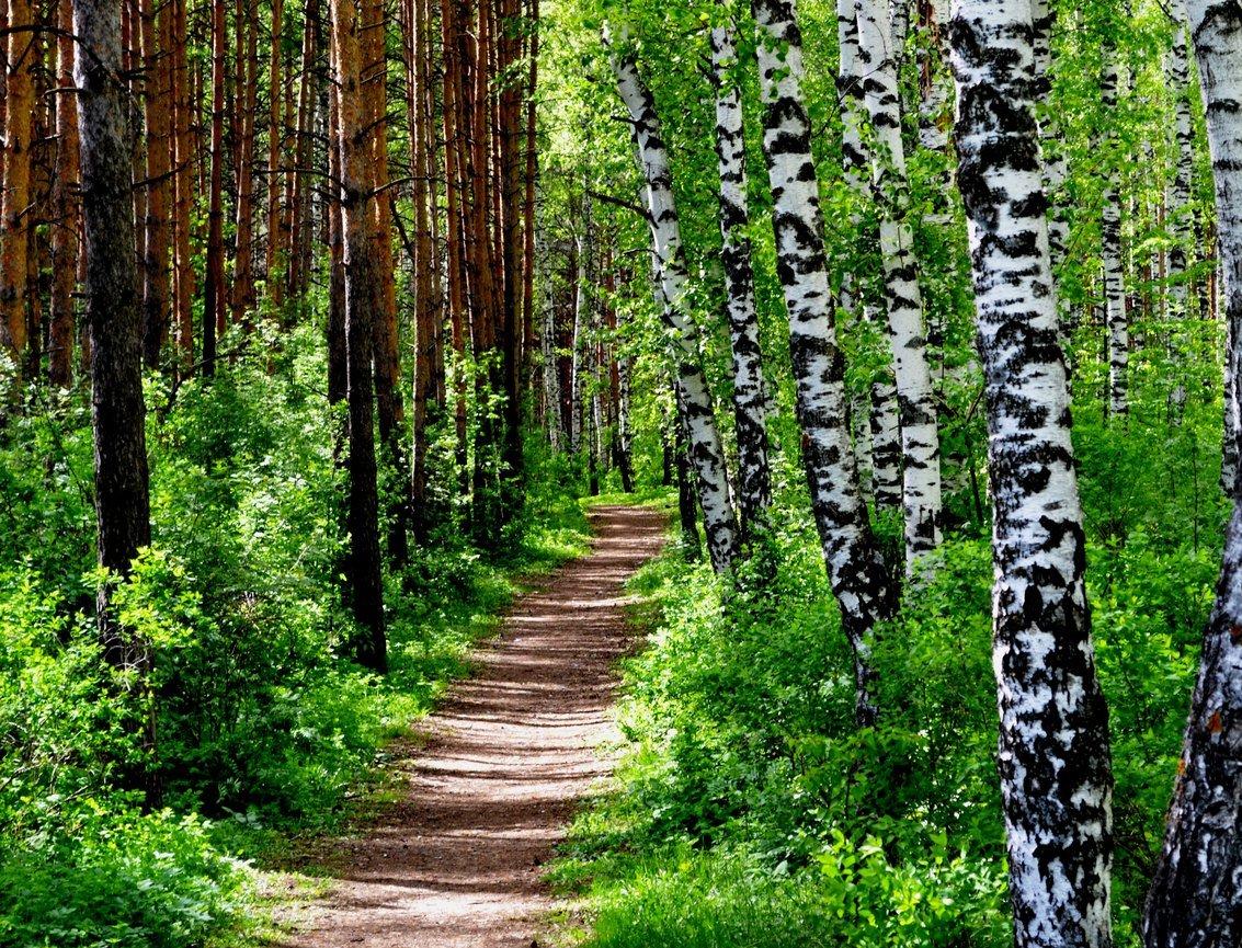 За год площадь лесов в России выросла почти на 460 тысяч гектаров 