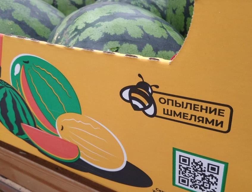Экологичные арбузы с опылением шмелями начали продавать в Новосибирске