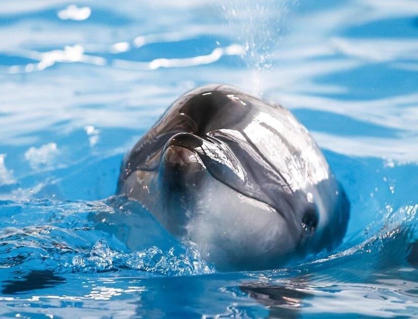 В России запретили вылов дельфинов для индустрии развлечений? 